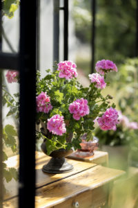pelargonia er sommer