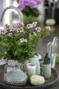 Sommerfrisk vinterstid; ta med en engelsk pelargonia hjem!