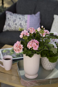 Pelargonia på stuebordet