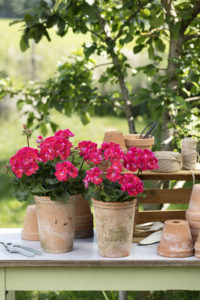 Potter, pelargonia og utstyr klart for sommeren