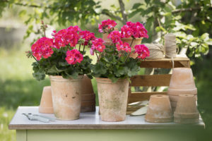 Potter, pelargonia og utstyr klart for sommeren