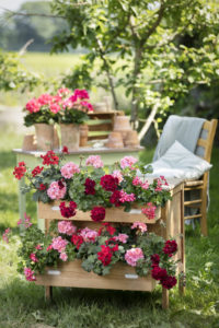 Pelargoniahage