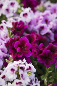 Sorter av engelsk pelargonium