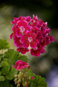 Nydelige pelargonia!