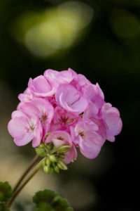 Detaljer fra en Pelargonia zonale