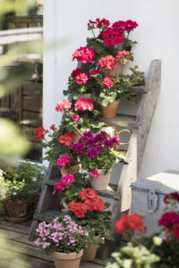 Sorter av pelargonia samlet i plantetrapp