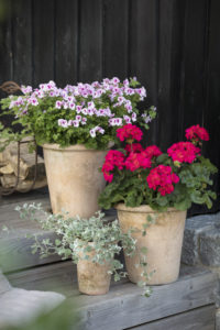 Sommerromantikk med pelargonia på trappen
