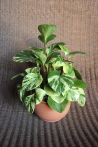 Peperomia