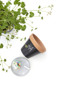Pelargonia 2020