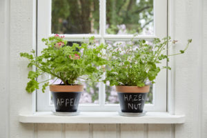 Pelargonia 2020