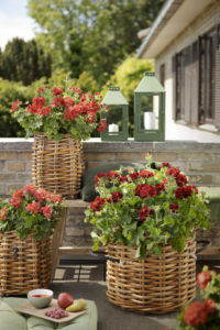 Pelargonia 2020
