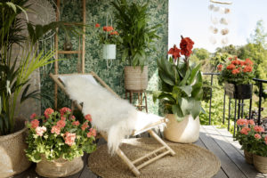 Pelargonia 2020
