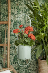 Pelargonia 2020