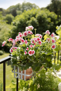 Pelargonia 2020
