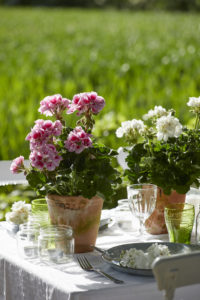 Pelargonia 2020