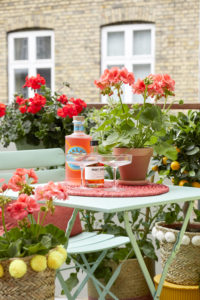 Pelargonia 2020