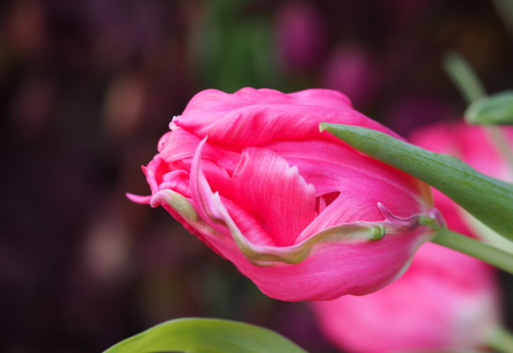 Rosa papegøyetulipan tett på