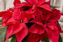 Sånn tar du best vare på julestjerna