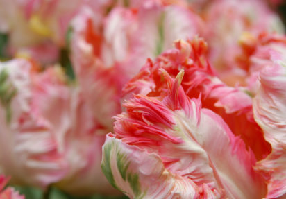 Hurra for tulipanen! Tulipanens dag 16. januar