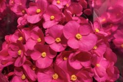 Slik steller du juleblomstene