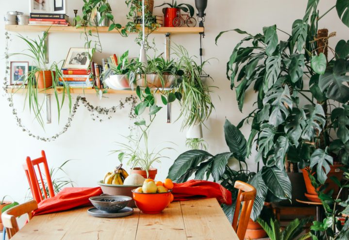 Slik får du bedre helse og inneklima med planter