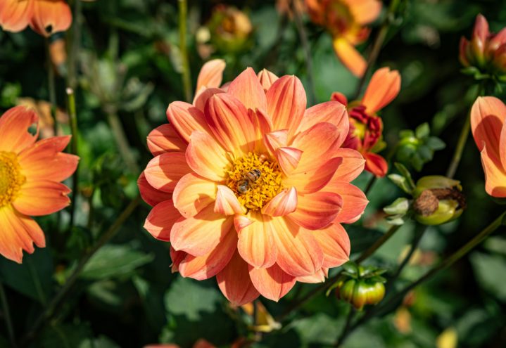 Ferskenfarget dahlia